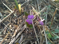 Viola primorskajensis