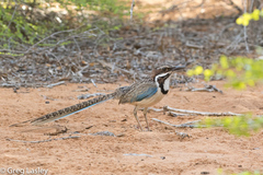 Uratelornis chimaera