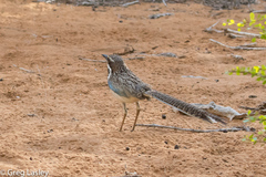 Uratelornis chimaera