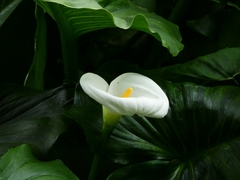 Zantedeschia aethiopica