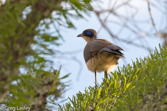 Coua ruficeps olivaceiceps
