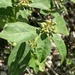 Euphorbia heterophylla - Photo (c) laylahm, μερικά δικαιώματα διατηρούνται (CC BY-NC)