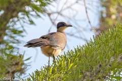 Coua ruficeps olivaceiceps