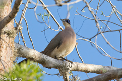 Coua ruficeps olivaceiceps