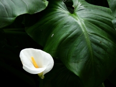 Zantedeschia aethiopica