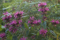 Monarda media