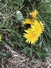 Bombus lapidarius