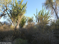 Didierea madagascariensis image