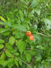 Crataegus aestivalis