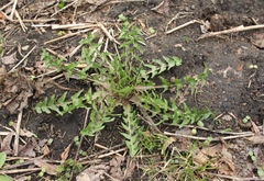 Taraxacum officinale