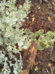 Pentzia dentata