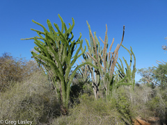 Didierea madagascariensis image