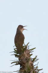 Thamnornis chloropetoides