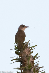 Thamnornis chloropetoides