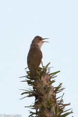 Thamnornis chloropetoides