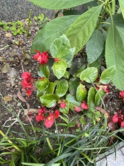 Begonia semperflorens-cultorum