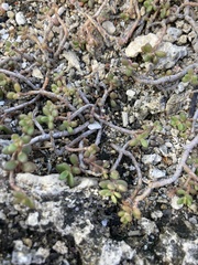 Portulaca psammotropha