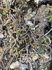 Portulaca psammotropha