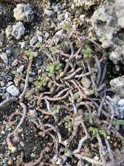 Portulaca psammotropha