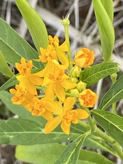 Asclepias curassavica image