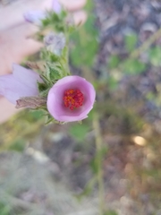 Malacothamnus densiflorus