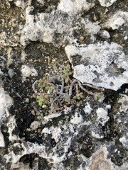 Portulaca psammotropha