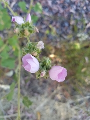 Malacothamnus densiflorus