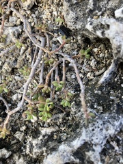 Portulaca psammotropha