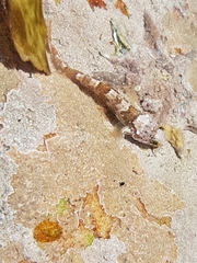 Clinus superciliosus