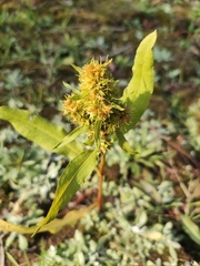 Rumex trisetifer