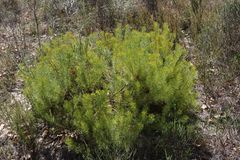 Serruria foeniculacea