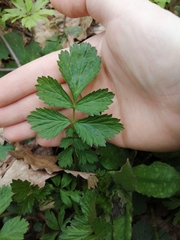 Agrimonia pilosa