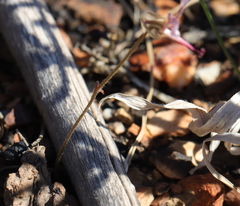Pelargonium ternifolium