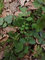 Agrimonia pilosa