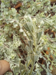 Pentzia dentata