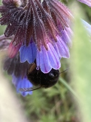 Symphytum caucasicum