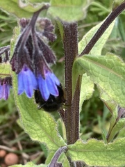 Symphytum caucasicum