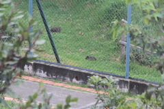Cavia aperea anolaimae