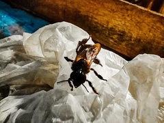 Apis dorsata breviligula