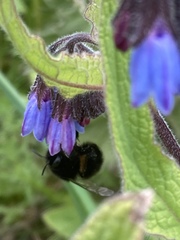 Symphytum caucasicum