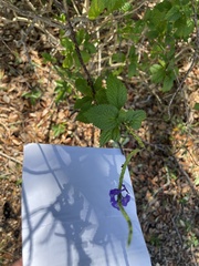 Stachytarpheta urticifolia
