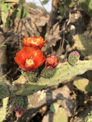 Opuntia lasiacantha