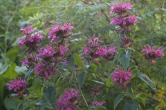Monarda media
