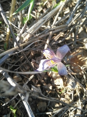 Crocus cancellatus