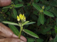 Crotalaria nana
