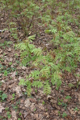 Sorbaria sorbifolia
