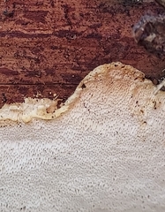 Heterobasidion parviporum