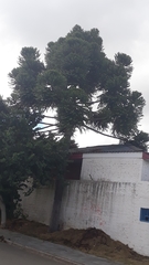 Araucaria angustifolia