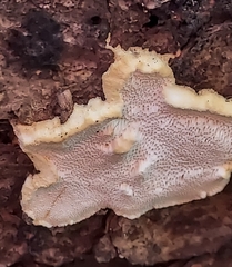 Heterobasidion parviporum