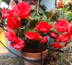 Begonia × hiemalis